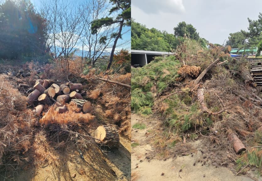 폐임목 처리 현장